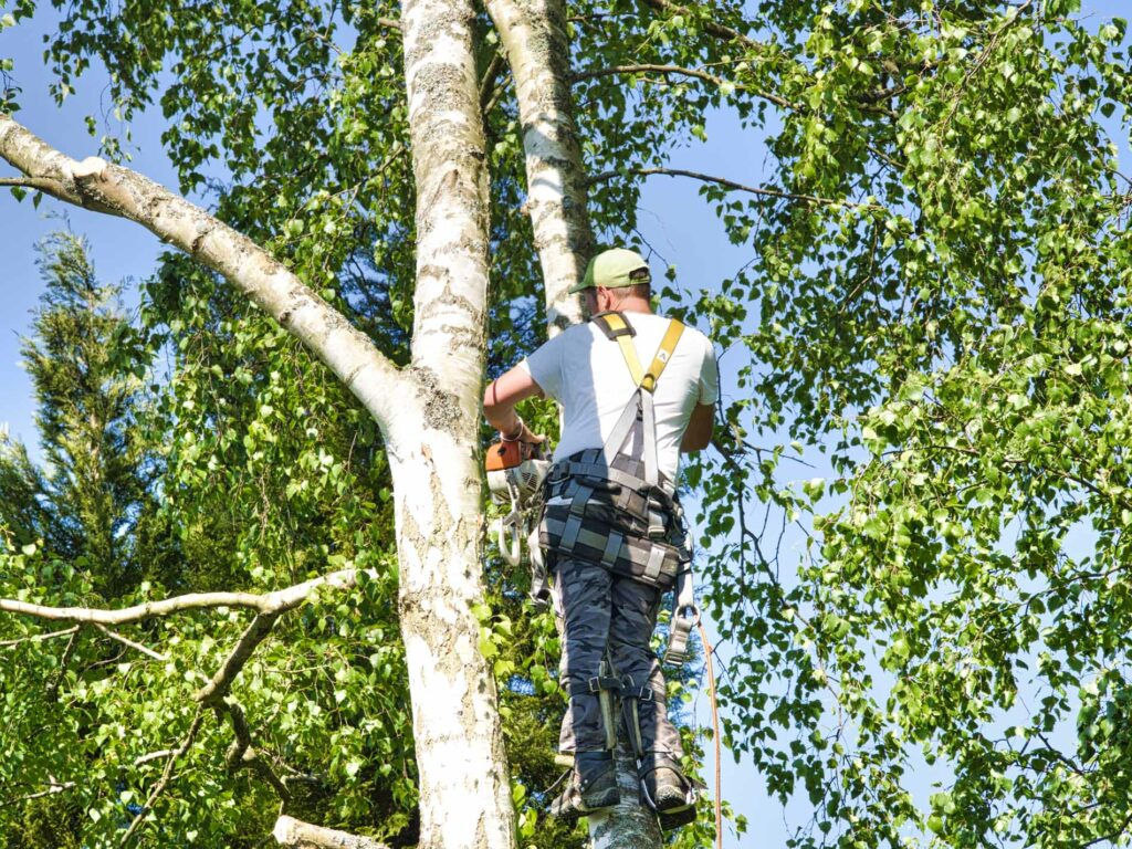 Photo of professional arborist trimming tree