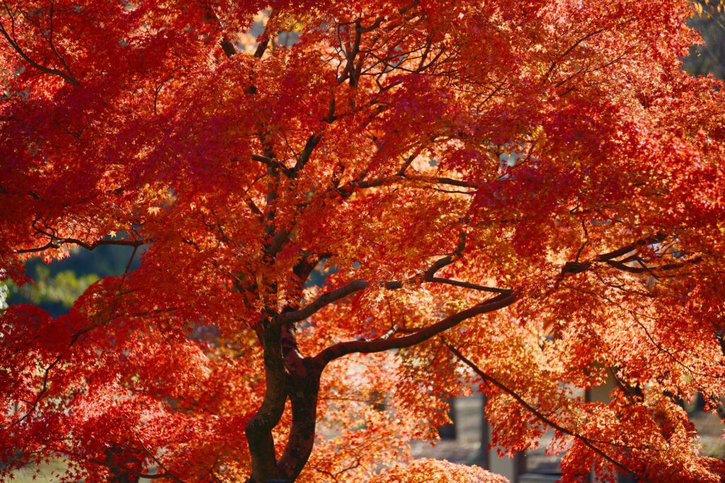 Photo of Japanese Maple Tree